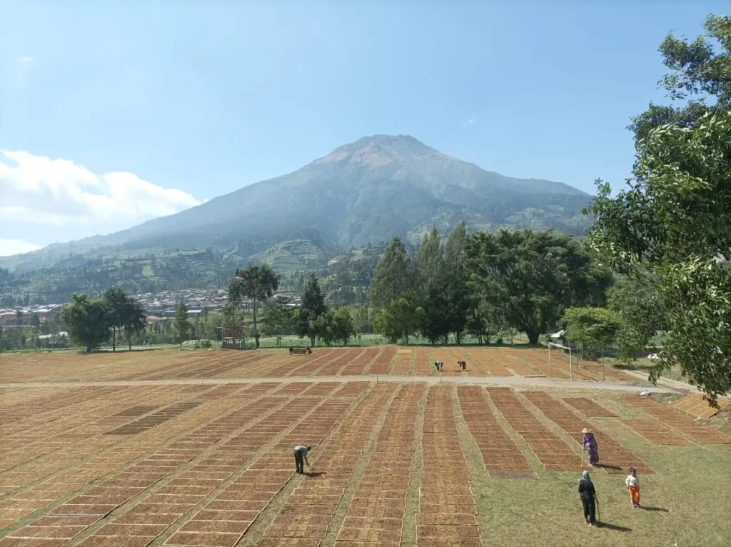 ladang warga gunung sindoro