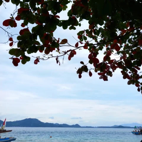 asa sagara